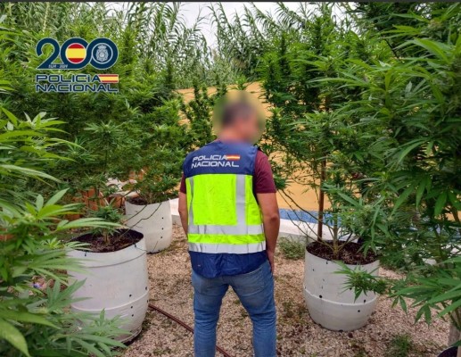 Desmantelan en Ondara una plantación de marihuana con plantas tan altas que parecían árboles