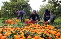 Diez años del acuerdo con Sudáfrica: sus mandarinas se multiplican por cinco en la UE y reavivan la batalla por las salvaguardias