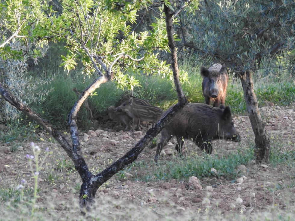 El Gobierno, la Generalitat de Cataluña y el sector porcino se reúnen este lunes en Madrid por el brote de peste