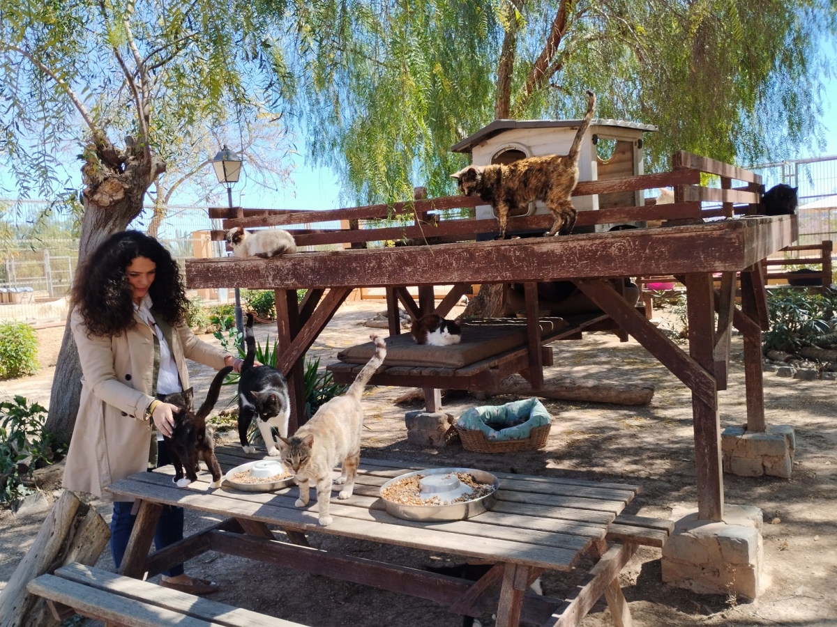 La Sociedad Protectora retiene el contrato de recogida de animales de Alicante por 289.000 €