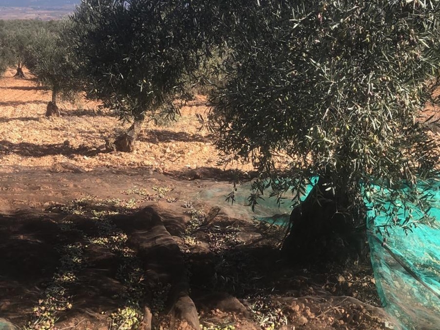 AVA-Asaja prevé una merma del 30% en la producción de aceitunas en Valencia y Castellón