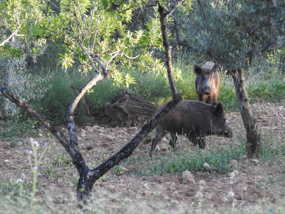 El Consell consolida el control de jabalíes y otras especies y prepara un refuerzo de actuaciones con el sector agrícola