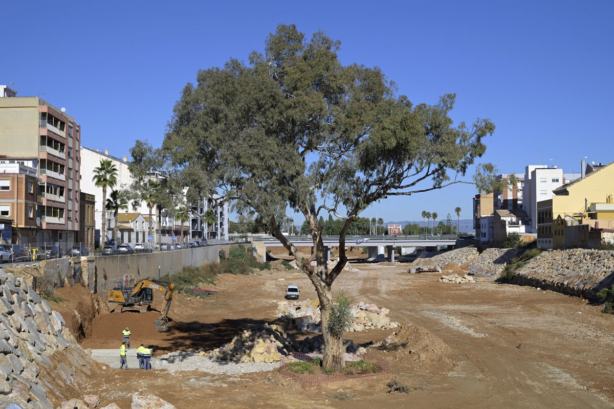 El eucalipto de Paiporta opta a ser 