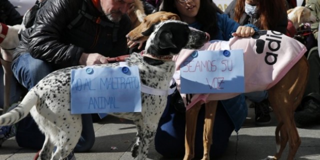 El Colegio de Abogados de Valencia crea la Sección de Derechos de los Animales