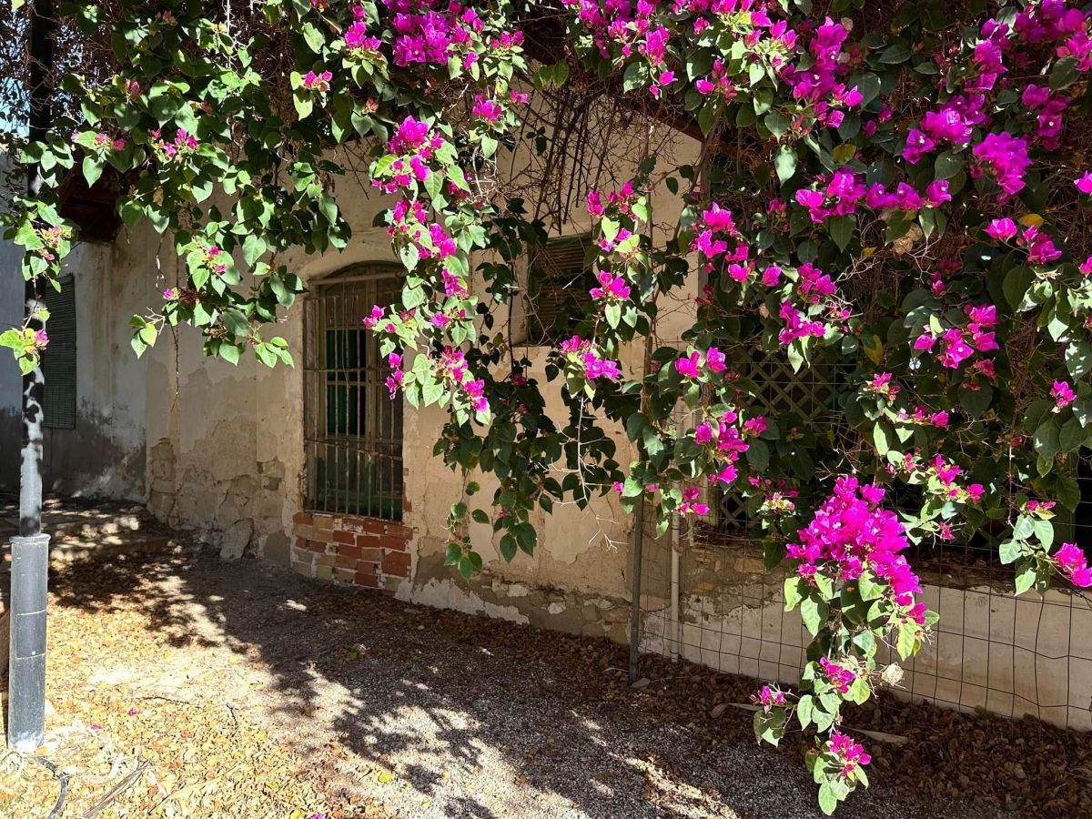 Las obras de Villa Marco (El Campello) arrancarán en enero con la tala de un arbusto que deteriora la finca