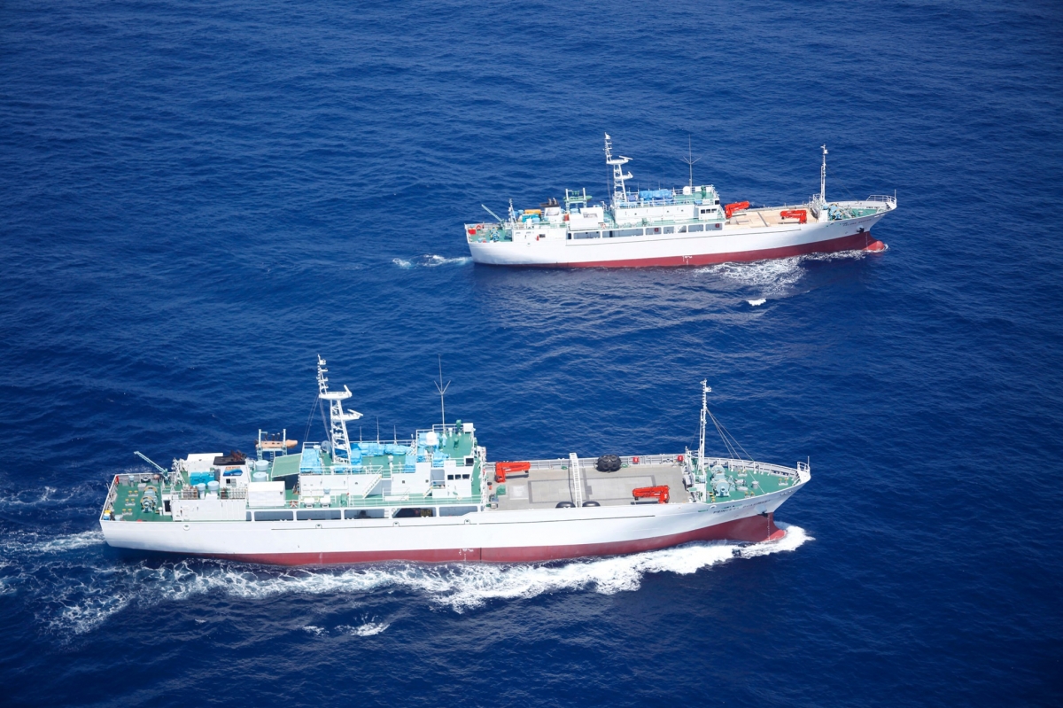 La industria atunera de Cartagena, a la espera del nuevo reparto de cuotas que se discute en Sevilla