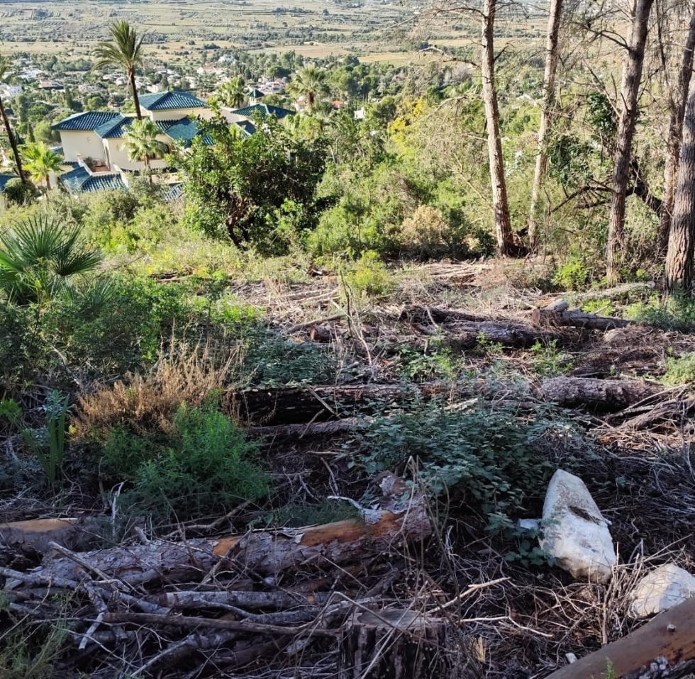 La Generalitat inicia una nueva fase de retirada de pinos muertos en el parque natural del Montgó afectados por la sequía