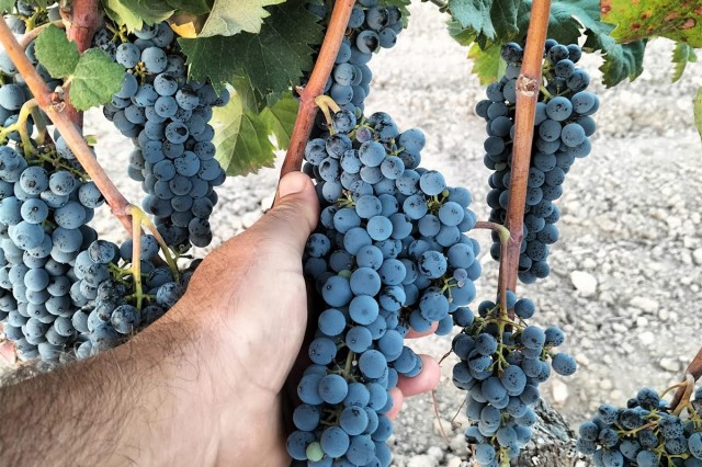  La DOP Alicante cierra la cosecha 2025 con más de 15 millones de kg de uva
