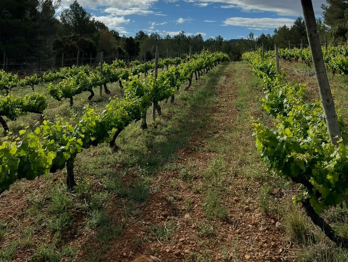 La bodega castellonense Peñagolosa Milochocientoscatorce presentará el martes su hoja de ruta para los próximos cinco años