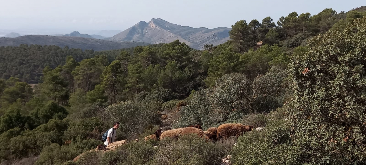 Las ovejas como método para prevenir incendios y mantener limpios los montes de Xixona