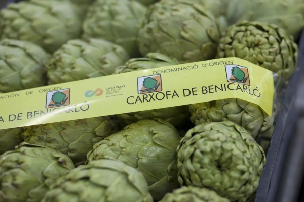 La DOP Alcachofa de Benicarló arranca la campaña con un 43% más de superficie y buenas previsiones