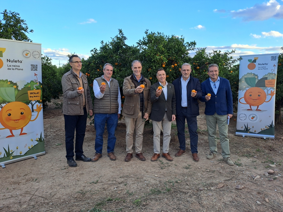 La Nuleta toma protagonismo en la actual campaña citrícola con la organización del primer corte