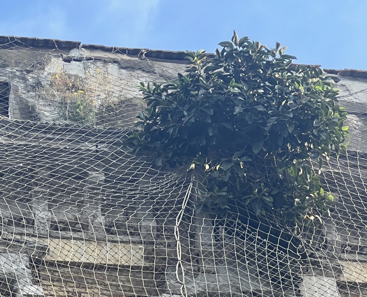 El ficus 'okupa' que vuelve a brotar y amenaza un edificio protegido en Cartagena