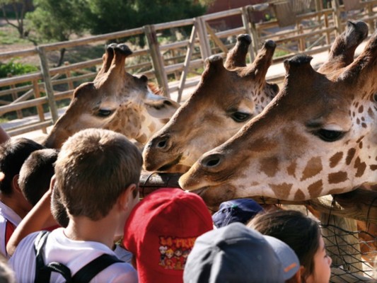 El parque Terra Natura Murcia celebra el Día del Niño este fin de semana con un programa de actividades para toda la familia