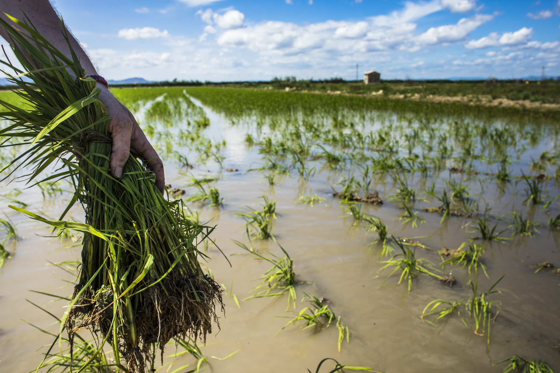 Prohibido el arroz