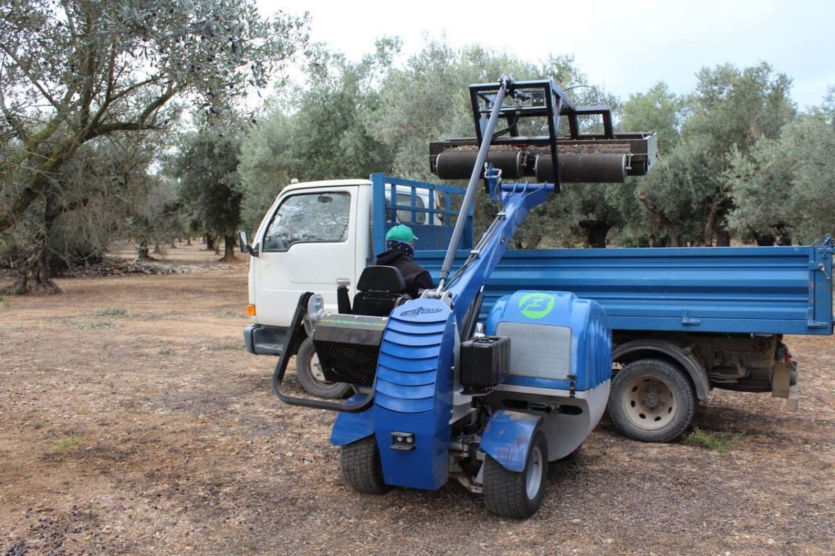 La Unió denuncia que los precios del aceite caen más de un 30 % sobre la campaña anterior