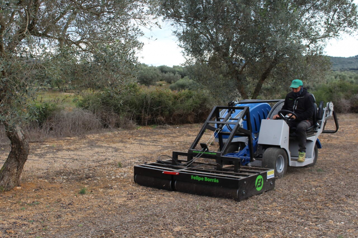 El aceite de Castellón suma otro escollo en la campaña: precios a la baja y recorte de ayudas