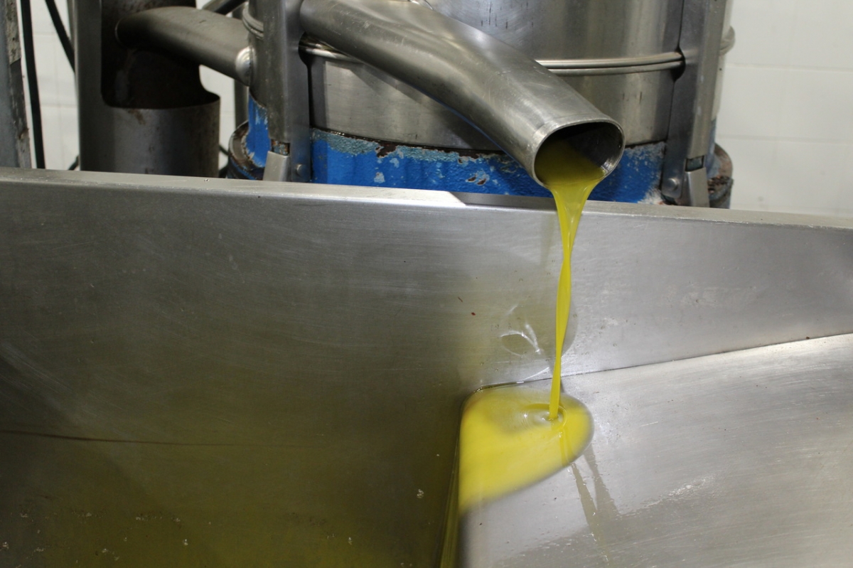 Previsión agridulce para el aceite de Castellón: 6.109 toneladas tras un año de sequía pero un 33% por debajo de la campaña de 2023