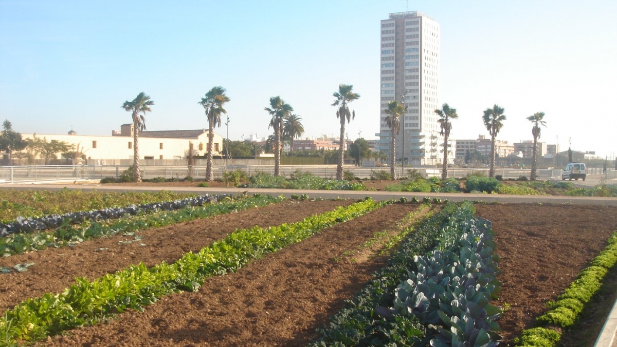 Zona de huerta periurbana con Sociópolis al fondo. - Foto: AYUNTAMIENTO DE VALÈNCIA