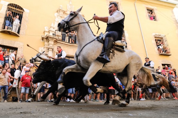 Un caballo resulta gravemente herido en la segunda Entrada de Caballos y Toros de Segorbe
