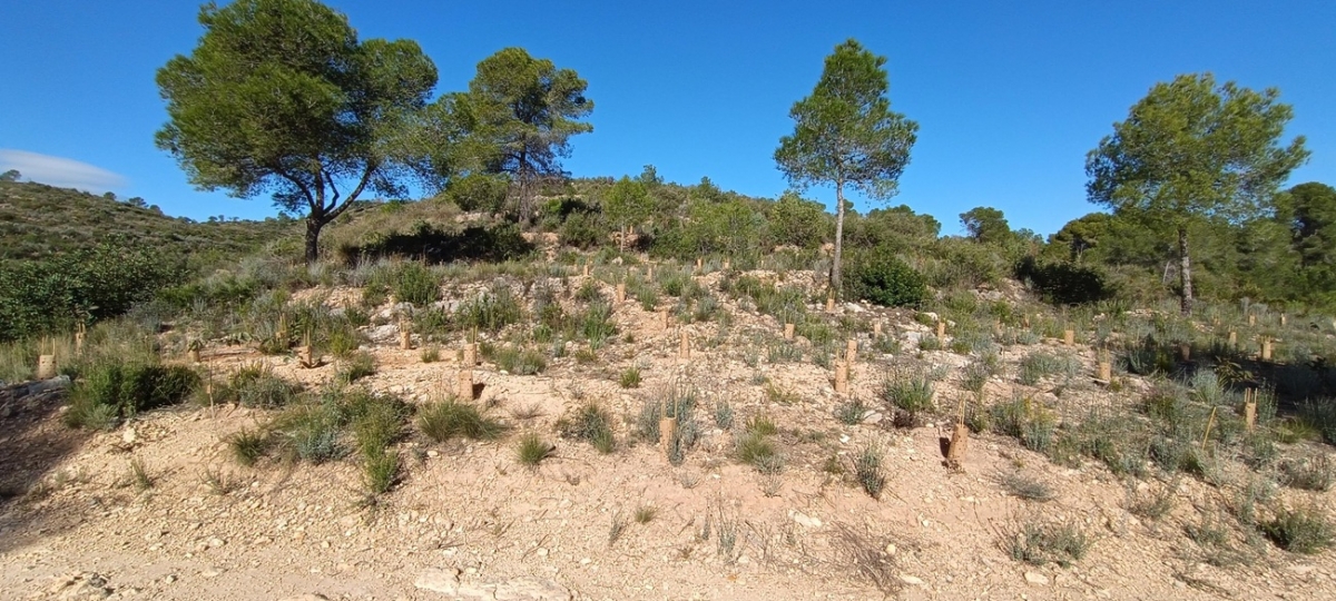 Reforestación de una zona degrada en Pedralba con 125 nuevos árboles. - Foto: IDRICA