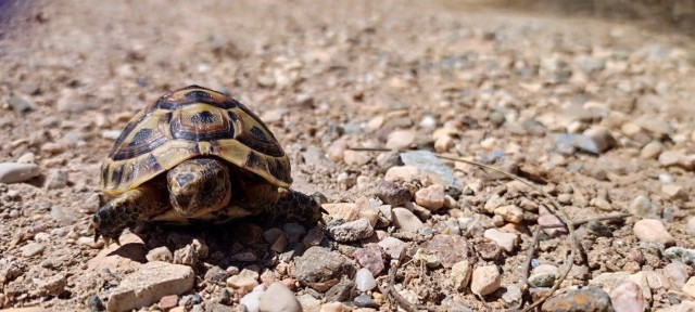 Investigadores logran secuenciar por primera vez el genoma de la tortuga mora
