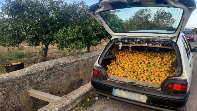 La Policía de Burriana evita el robo de 150 kilogramos de mandarinas gracias a la colaboración ciudadana