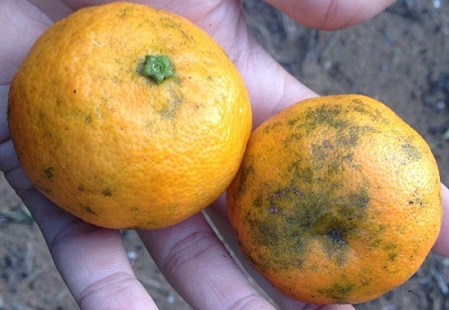 La araña roja dispara los destríos de clemenules y añade preocupación a los citricultores