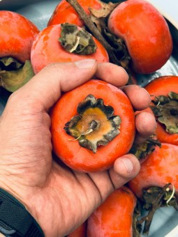 Caqui, la fruta que revolucionó la Ribera