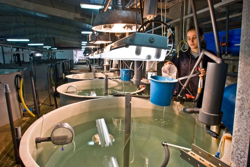 El Centro Oceanográfico organizará en San Pedro este lunes visitas a la Planta Experimental de Cultivos Marinos