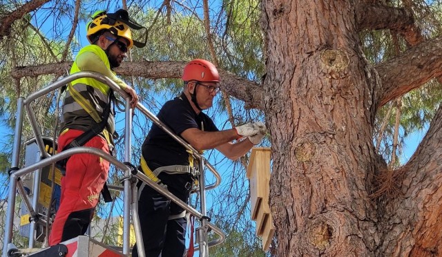 Rincón de Beniscornia combate a los mosquitos instalando cajas nido para aves como el 'chichipán' y para murciélagos