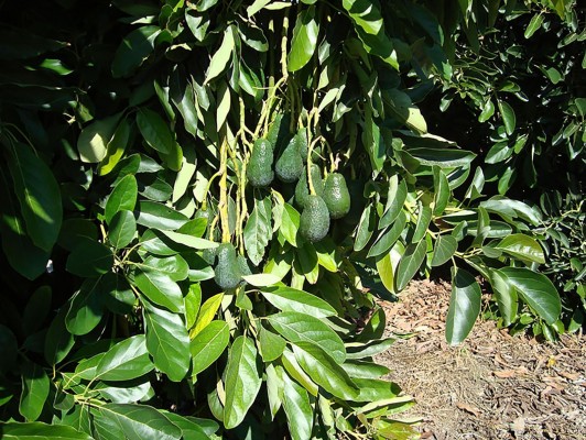 

La Comunitat y Andalucía, las regiones con clima más idóneo para el aguacate según un estudio