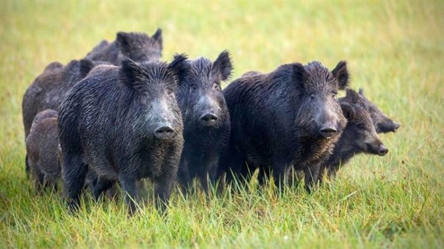 Detectados cuatro nuevos casos de peste porcina africana en jabalís muertos en Collserola (Barcelona)