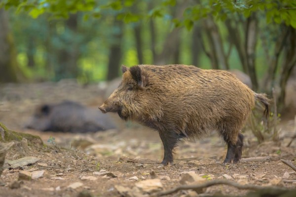 El Gobierno confirma que ya son seis los jabalíes positivos por peste porcina en Cataluña