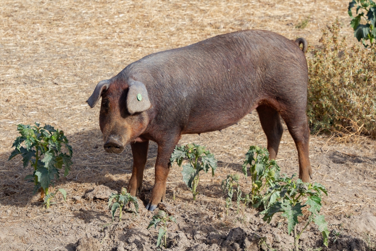 China suspende importaciones de cerdo de 12 empresas de Barcelona tras el foco de peste