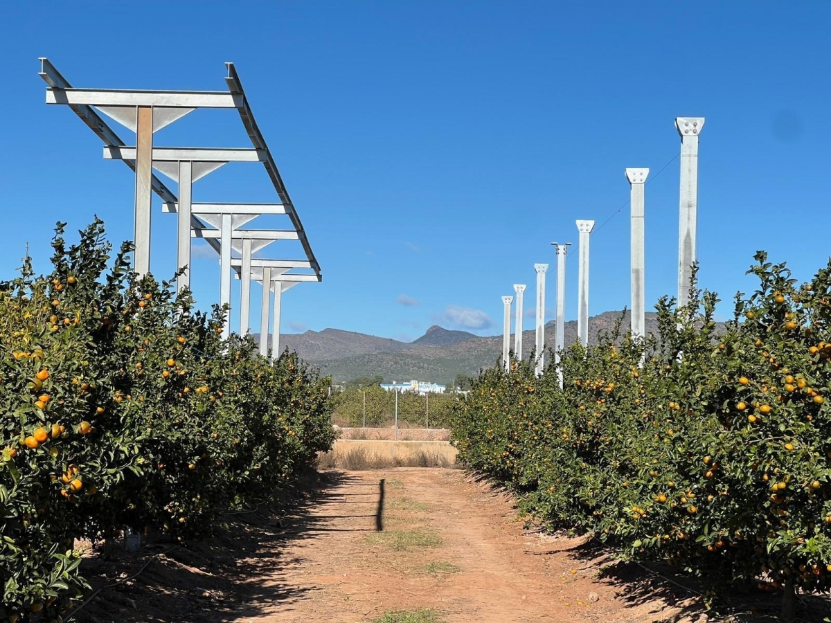 La UPV construye la primera planta piloto agrivoltaica de la Comunitat sobre cultivo de cítricos