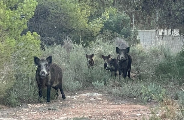 Un juzgado investiga ya el origen del brote de peste porcina detectado en Cataluña