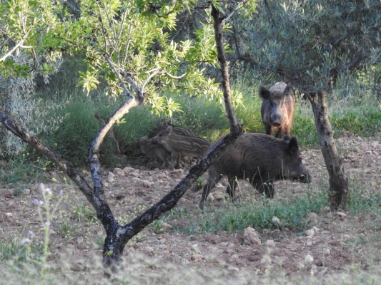 La Generalitat Valenciana activa medidas preventivas ante la detección de peste porcina africana en Cataluña