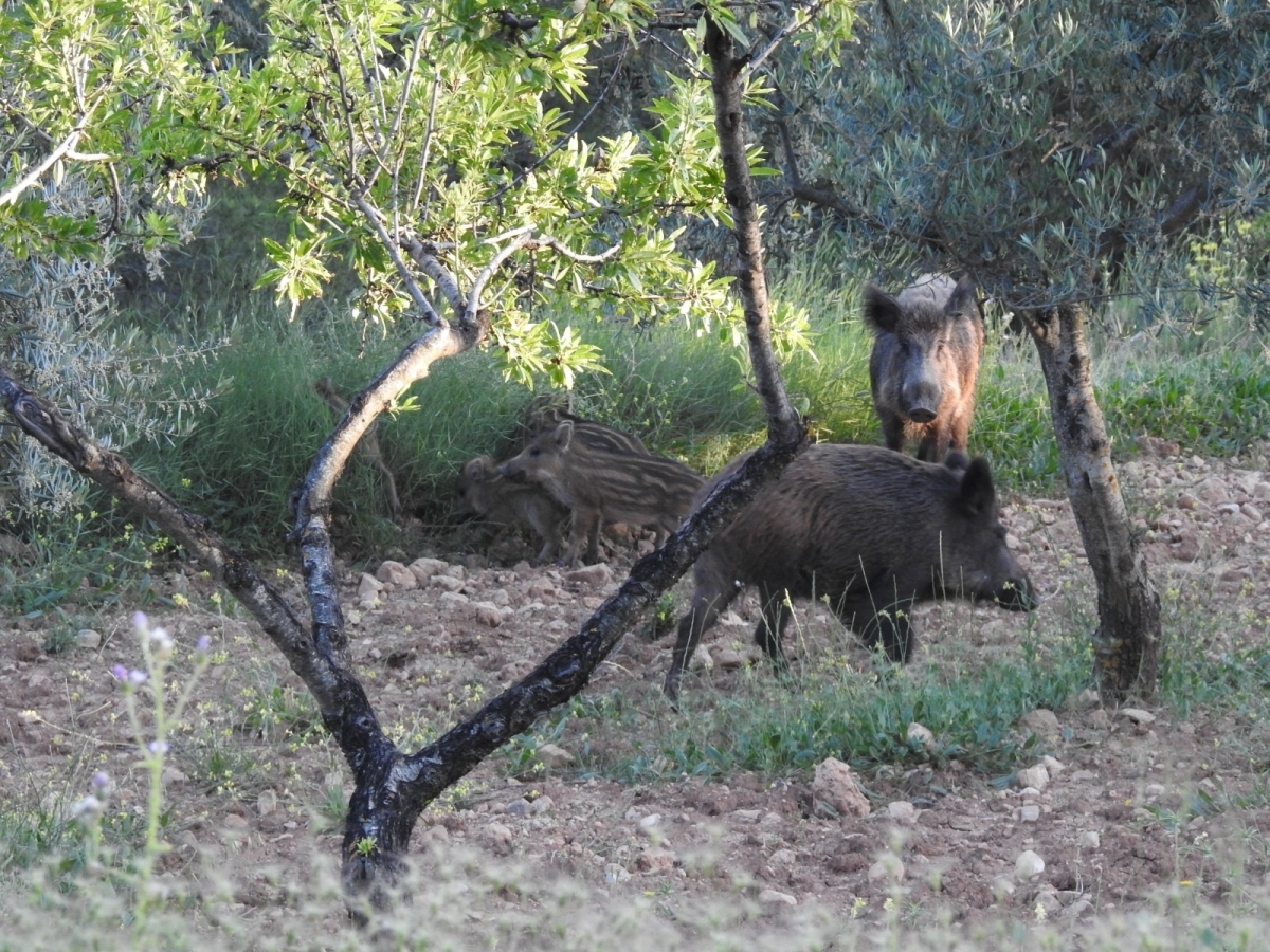 La Generalitat Valenciana activa medidas preventivas ante la detección de peste porcina africana en Cataluña