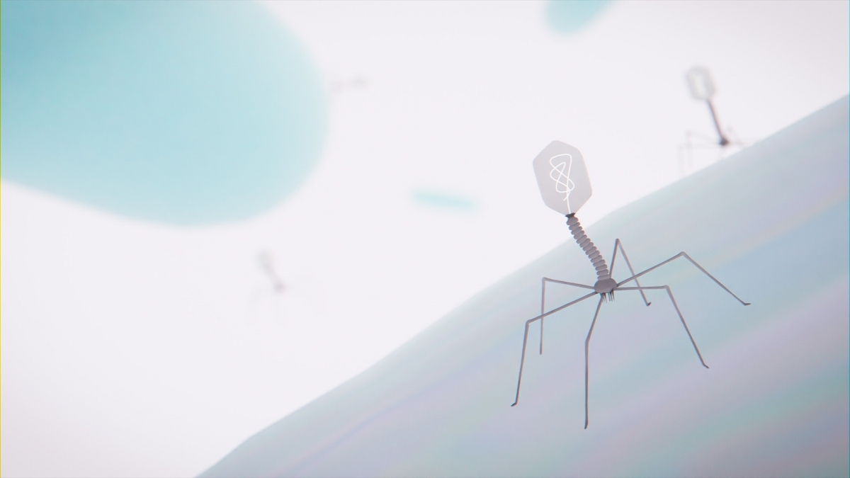 Un estudio del CSIC-UV revela cómo ciertos virus evolucionan y se adaptan para infectar nuevas bacterias