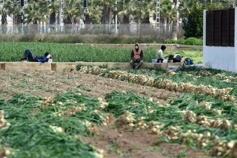 Extranjeros en el campo español: una presencia necesaria que exige cambios y garantías
