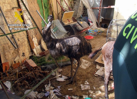Así era este 'zoo' familiar e ilegal en Lorca: la Guardia Civil rescata a medio centenar de animales en mal estado
