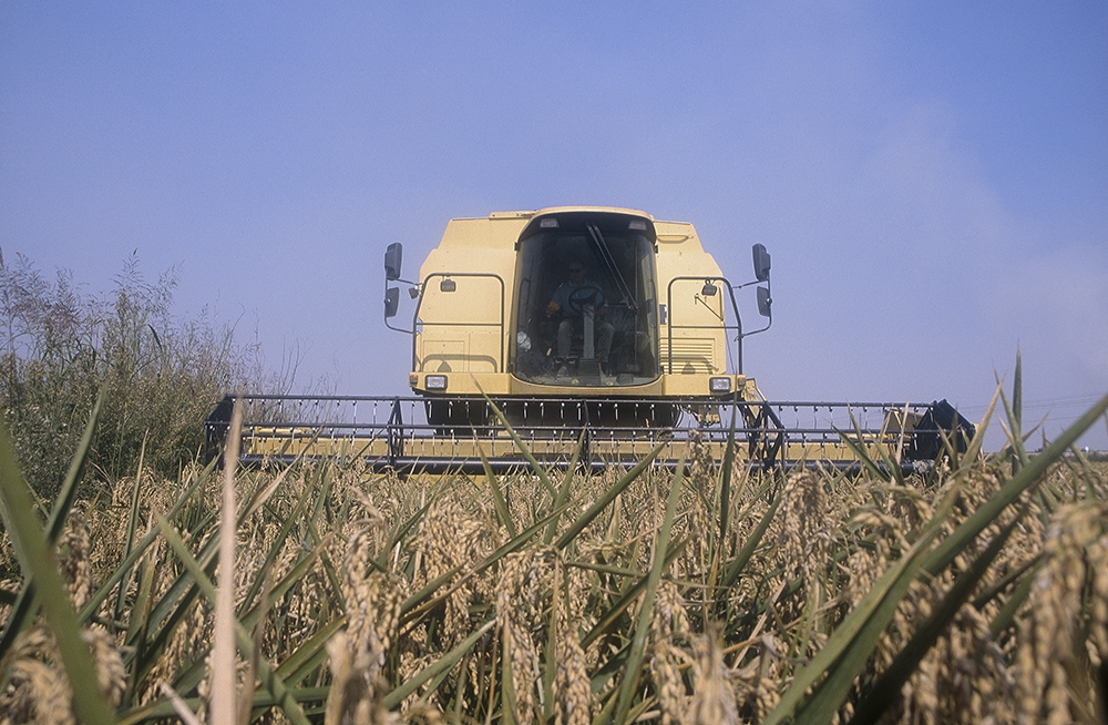Los arroceros valencianos cargan contra el último acuerdo europeo y lo califican de 