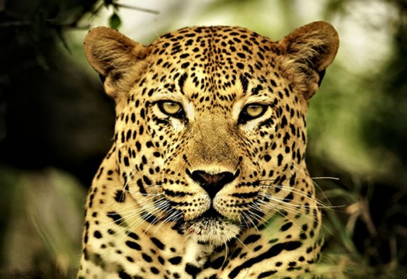 El leopardo ha perdido un 75% de su área de distribución histórica, según un estudio
