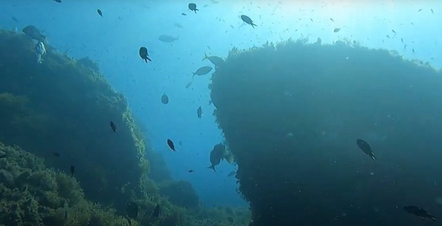 La reserva marina de Cabo Tiñoso cumple siete años 