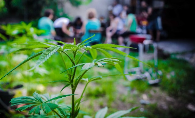 El cannabis podría convertirse en la tercera epidemia de drogas en España