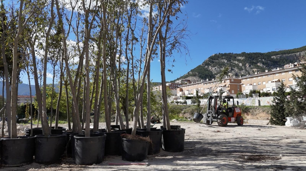 Estrategia AlcoiBioUp!: 30.000 nuevos árboles y plantas autóctonas en barrancos, ríos, parques y calles