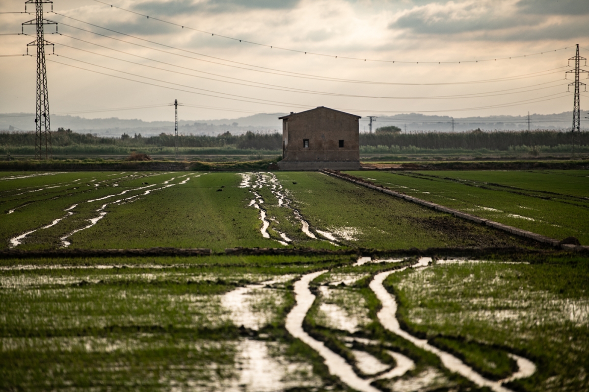 Albufera de València. - Foto: KIKE TABERNER