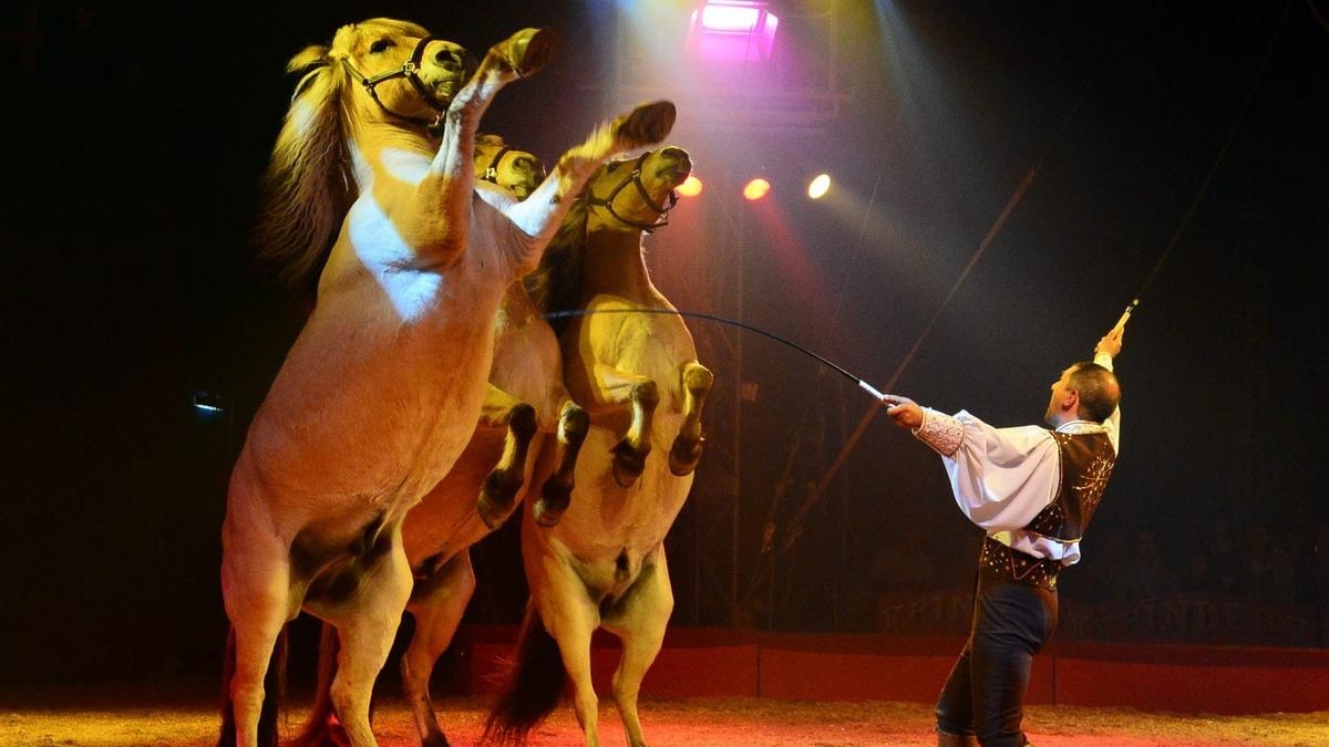 Foto de archivo de un espectáculo con animales. - Foto: PACMA