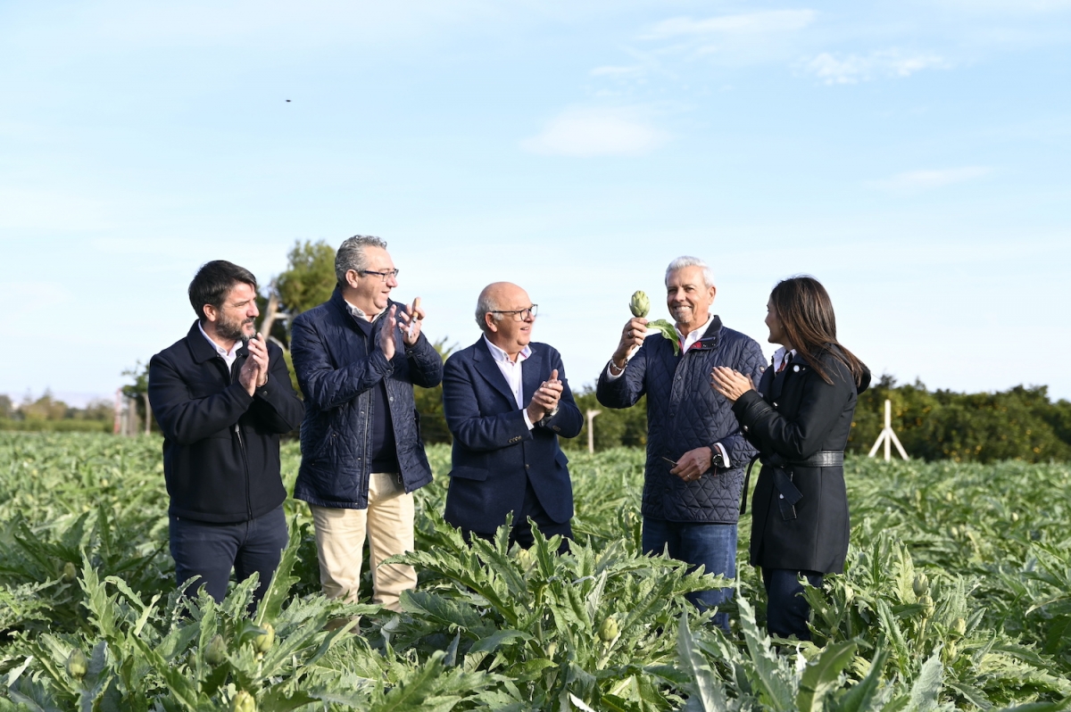 La Vega Baja inaugura la temporada de alcachofa con 200 hectáreas más de cultivo
